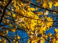 Bright yellow maple leaves on tree branches with deep blue sky background in bright sunlight Royalty Free Stock Photo