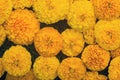 A Bright Yellow Marigold Background. Generative AI