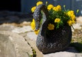 Bright yellow Marigolds in a swan outdoor planter pot on a bright sunny day. Royalty Free Stock Photo