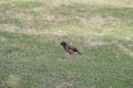 Fiji Paradise Series - Common Mynah Bird - Acridotheres Tristis
