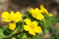 Bright yellow Marsh Marigold flowers Caltha palustris, close-up, selective focus.