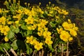 Bright yellow marsh-marigold or kingcup flowers