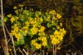 Bright yellow marsh-marigold or kingcup flowers in a ditch