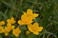 Closeup of bright yellow marsh marigold flowers Royalty Free Stock Photo