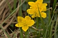 Closeup of bright yellow marsh marigold flowers Royalty Free Stock Photo