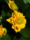 Bright yellow marsh marigolds in my garden pond are the first flowers of Spring Royalty Free Stock Photo