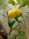 Bright yellow merigold flower plant Royalty Free Stock Photo