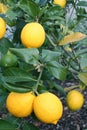 Bright Yellow Meyer Lemons Royalty Free Stock Photo