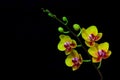 Bright yellow mini phalaenopsis orchids against dark background 