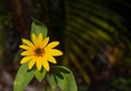 Bright yellow mini sunflower bloom close up in sunshine with copy space and soft focus background. Royalty Free Stock Photo