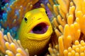 Bright yellow moray eel hides in corals that have grown on ocean bottom