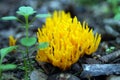 Bright yellow mushrooms with unusual shapes