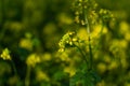 Bright yellow mustard flowers among green leaves and stems. Cruciferous plant in sun light. Summer. Close-up Royalty Free Stock Photo