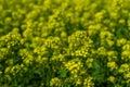 Bright yellow mustard flowers with green leaves and stems. Cruciferous. Sunny summer field