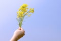 Bright yellow napus flowers in their hands