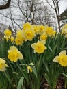 Bright yellow narcissuses
