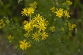 Bright yellow narrow-leaved ragwort flowers ( Senecio inaequidens )