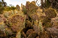 Bright Yellow Needles On Pricklypear Cactus Royalty Free Stock Photo