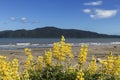 Lupins on Paraparaumu Beach with Kapiti Island in the background