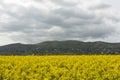 Oil seed rape flowers with the Malvern Hills background Worcestershire.