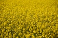 Bright yellow oilseed flowers Royalty Free Stock Photo