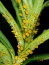 Bright yellow Oleander aphids, Aphis nerii. Pest. Royalty Free Stock Photo