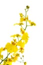 Bright yellow Oncidium orchid