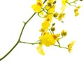 Bright yellow Oncidium orchid Royalty Free Stock Photo