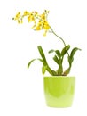 Bright yellow Oncidium orchid;