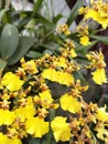 A bright yellow Oncidium orchid in bloom, with reddish brown markings in the center. Royalty Free Stock Photo
