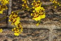 Bright Yellow Oncidium Orchid Flowers Against Precast Cement Wall Royalty Free Stock Photo