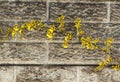 Bright Yellow Oncidium Orchid Flowers Against Precast Cement Wall Royalty Free Stock Photo