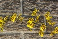 Bright Yellow Oncidium Orchid Flowers Against Precast Cement Wall Royalty Free Stock Photo