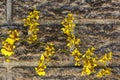 Bright Yellow Oncidium Orchid Flowers Against Precast Cement Wall Royalty Free Stock Photo