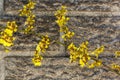 Bright Yellow Oncidium Orchid Flowers Against Precast Cement Wall Royalty Free Stock Photo
