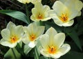 Bright yellow open tulips in the sun.