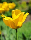 A bright yellow, opened tulip.