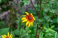 Bright yellow and orange Black-Eyed Susan Rudbeckia Hirta flower blossom in the meadow on grass field background in summer Royalty Free Stock Photo