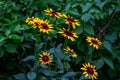 Bright yellow and orange Black-Eyed Susan Rudbeckia Hirta flower blossom in the meadow on grass field background Royalty Free Stock Photo