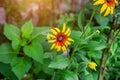 Bright yellow and orange Black-Eyed Susan Rudbeckia Hirta flowers blossom in the meadow on grass field background in summer Royalty Free Stock Photo