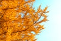 Yellowed larch against the sky