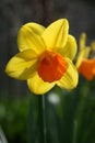 Bright yellow and orange Daffodil - Jetfire Royalty Free Stock Photo