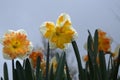 Bright yellow and orange daffodils after a rain