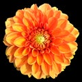 Bright yellow-orange dahlia flower close-up, png Royalty Free Stock Photo