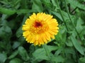 Bright yellow-orange decorative calendula on a green background Royalty Free Stock Photo