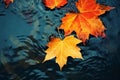 bright yellow-orange fallen maple leaves in dark blue water. Autumn natural background. autumn atmosphere image. symbol of fall Royalty Free Stock Photo