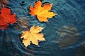 bright yellow-orange fallen maple leaves in dark blue water. Autumn natural background. autumn atmosphere image. symbol of fall Royalty Free Stock Photo