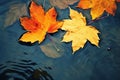 bright yellow-orange fallen maple leaves in dark blue water. Autumn natural background. autumn atmosphere image. symbol of fall Royalty Free Stock Photo