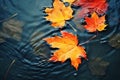 bright yellow-orange fallen maple leaves in dark blue water. Autumn natural background. autumn atmosphere image. symbol of fall Royalty Free Stock Photo