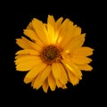 Yellow orange false heliopsis sunflower blossom macro,top view, black background with detailed texture